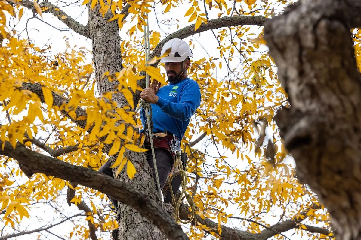 Skilled Tree Transplanting crew working in Mcadoo